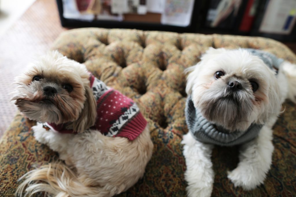 Decorating Fur Pets!