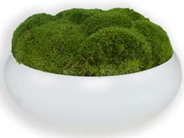 Gratia Moss Centerpiece