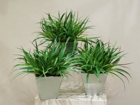 foliage